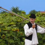 FotoVizija by Aleksandar Stojković - Kosač